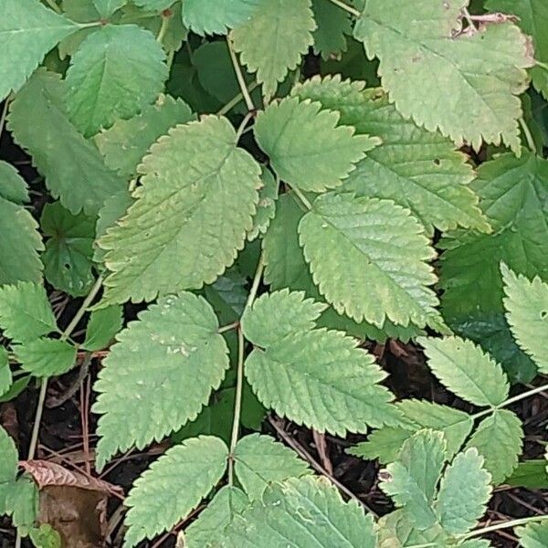 Astilbe grandis Leaf