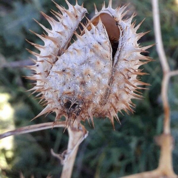 Datura stramonium Gyümölcs