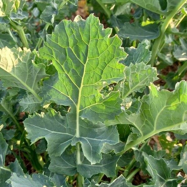 Brassica napus 葉