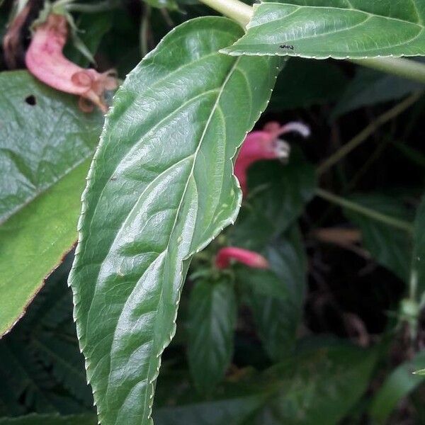 Centropogon cornutus Leaf