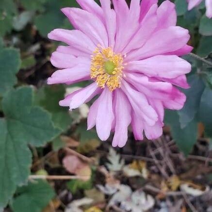 Cosmos bipinnatus Kwiat