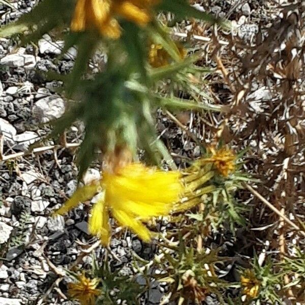 Carthamus lanatus Fleur