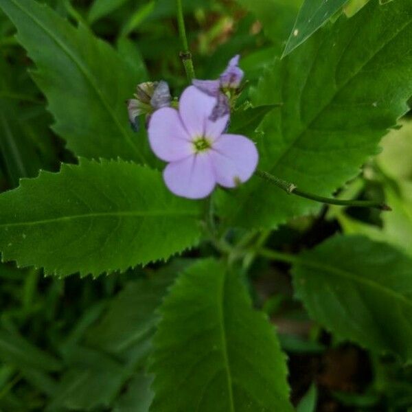 Hesperis matronalis Blüte