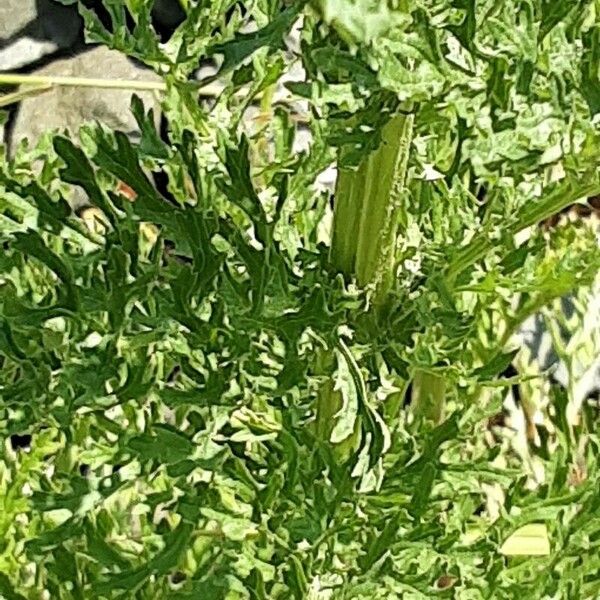 Senecio sylvaticus Blad