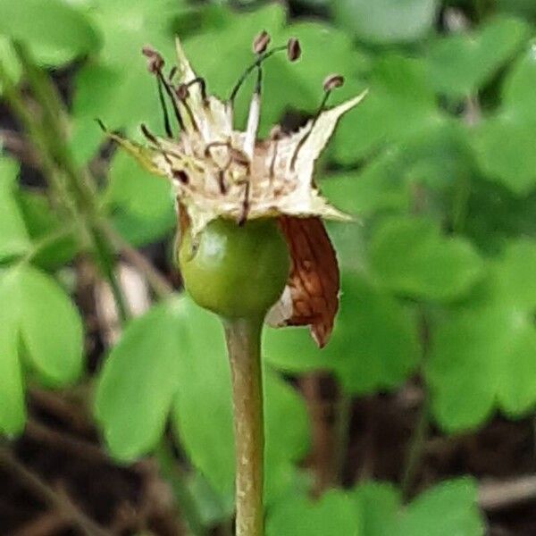 Pyrus calleryana Fruit