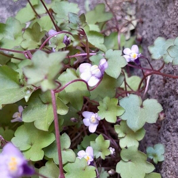 Cymbalaria muralis Çiçek