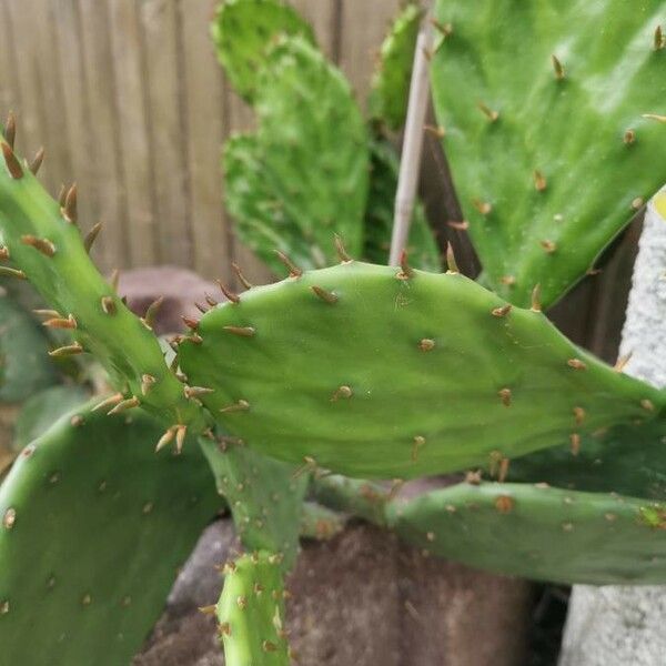 Opuntia humifusa 葉