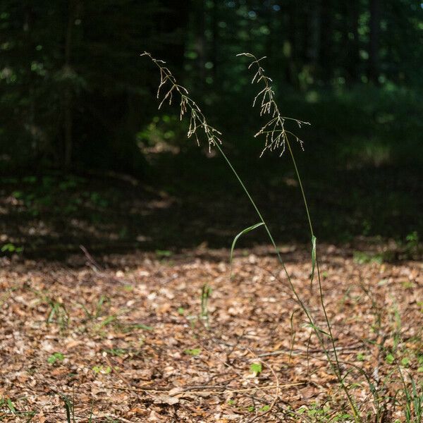 Milium effusum Кветка