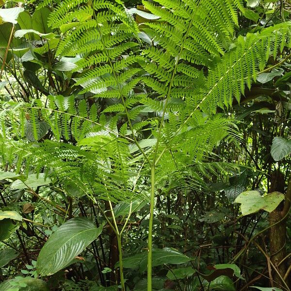 Pteris tripartita Lehti