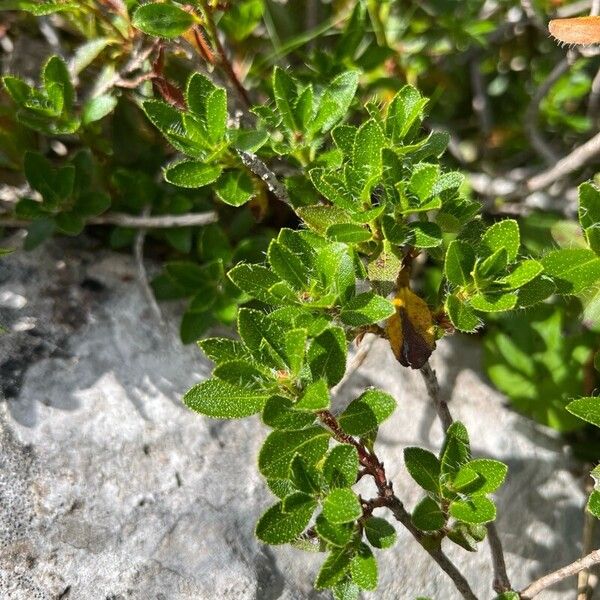 Rhododendron hirsutum Leaf