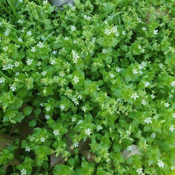 Cerastium diffusum Flower