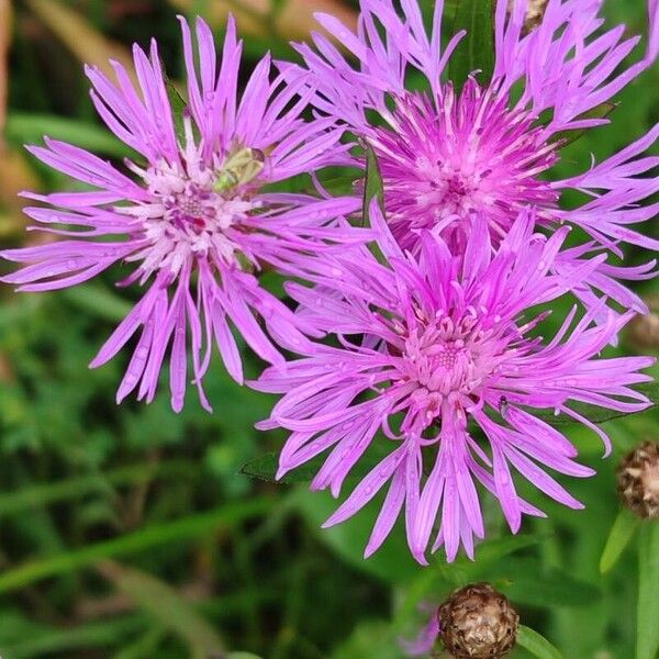 Centaurea nigrescens 花