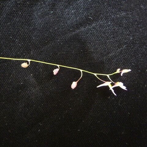 Utricularia striatula ᱵᱟᱦᱟ