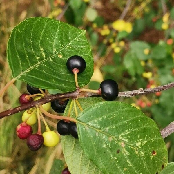 Frangula alnus Meyve