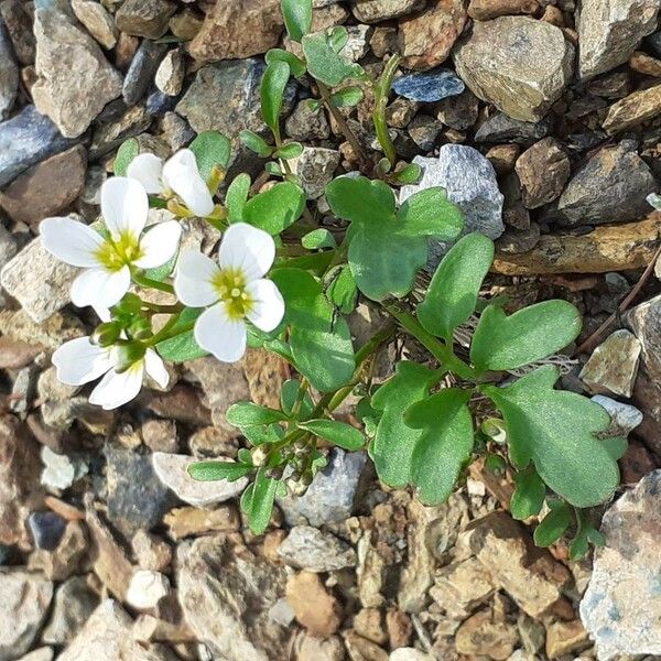 Cardamine amara 花