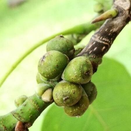 Ficus religiosa Fruit