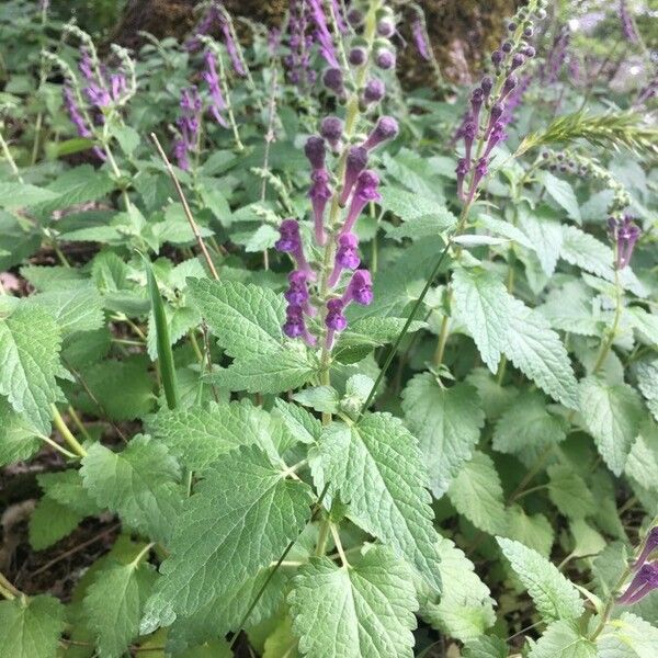 Scutellaria columnae Folha