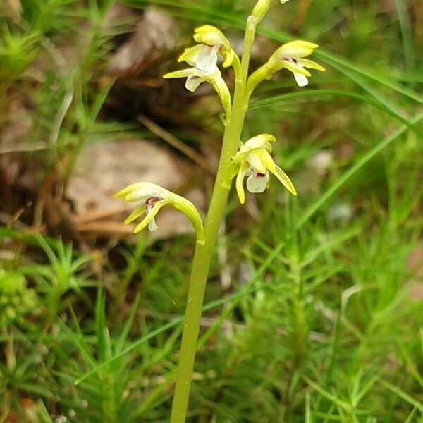 Corallorhiza trifida Blomst