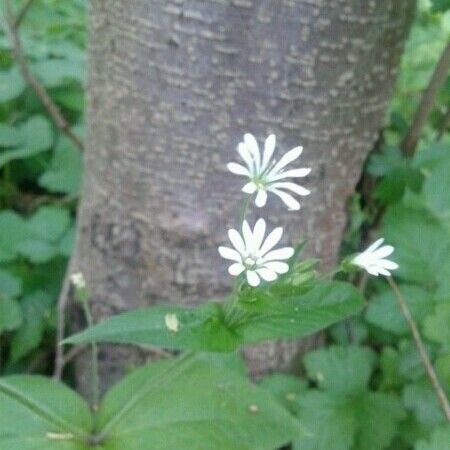 Stellaria nemorum फूल