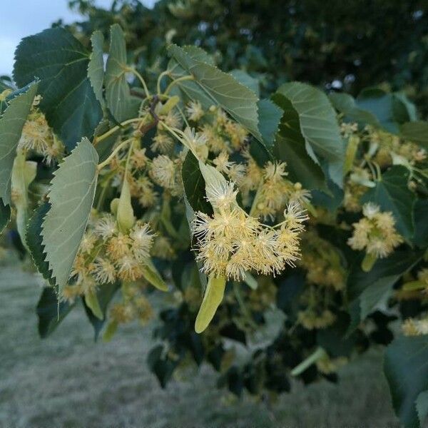 Tilia amurensis Folla