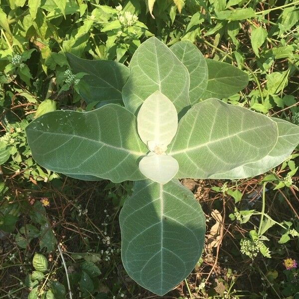 Calotropis gigantea Blatt