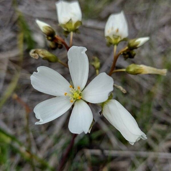 Drosera binata 花