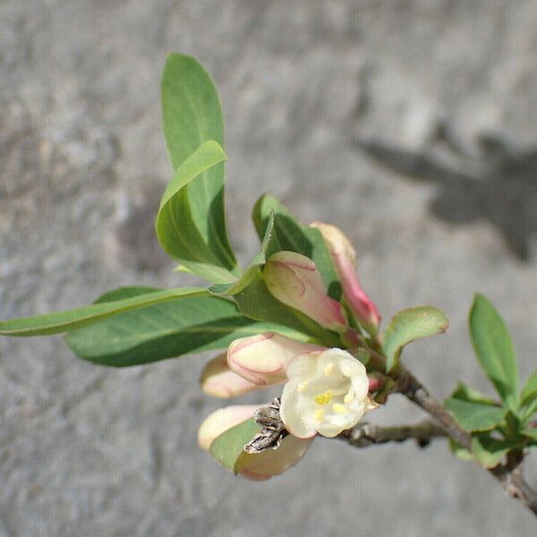 Lonicera pyrenaica Flower