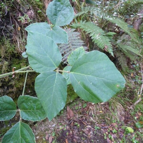 Hylodesmum repandum Leaf