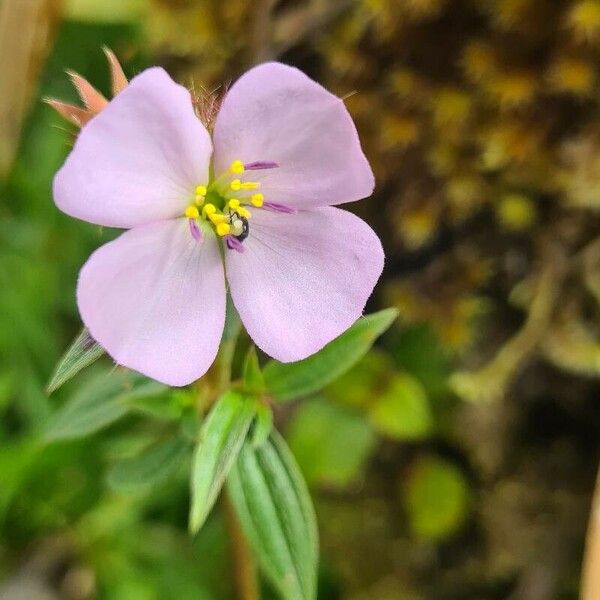 Pterolepis glomerata Fleur