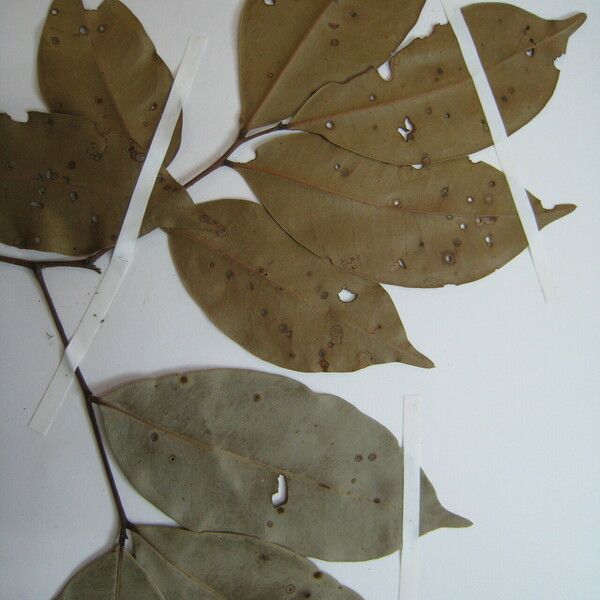 Talisia microphylla Anders