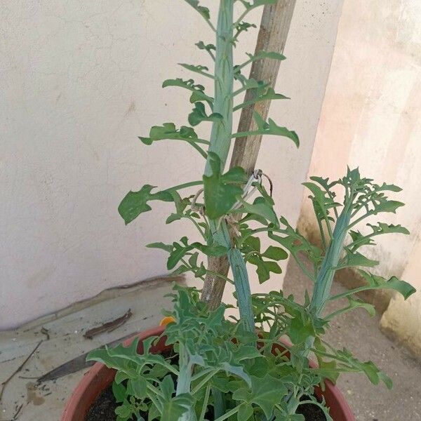 Senecio articulatus ഇല