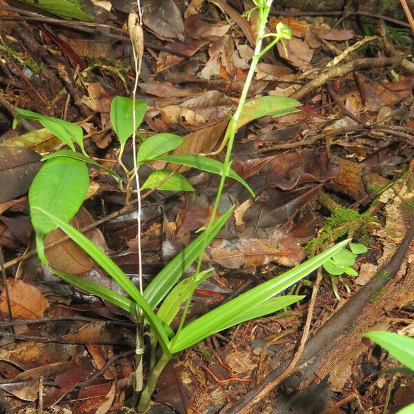 Liparis stenophylla অভ্যাস