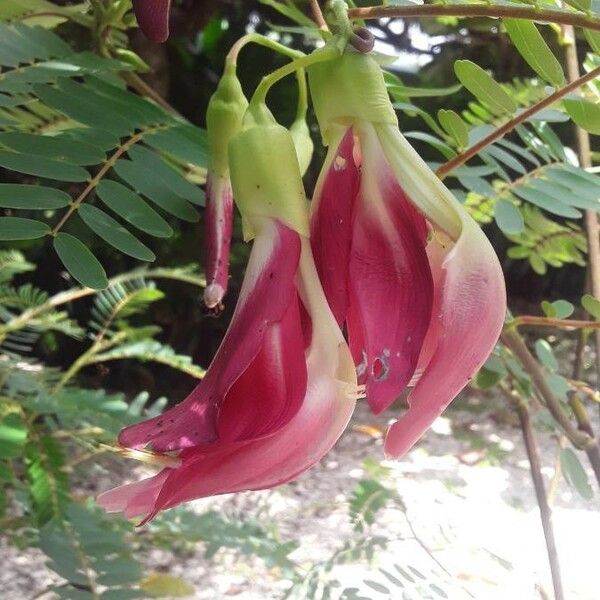 Sesbania grandiflora Flors