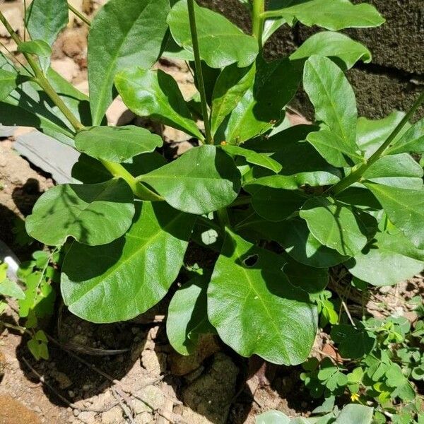 Talinum paniculatum Frunză