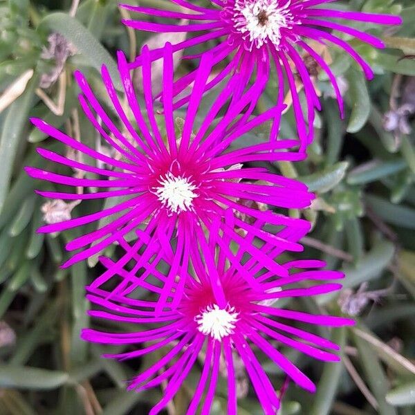 Delosperma cooperi Flower