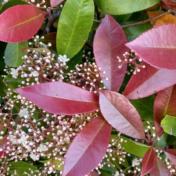 Photinia fraseri Blad