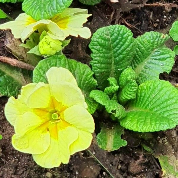 Primula × polyantha Leht