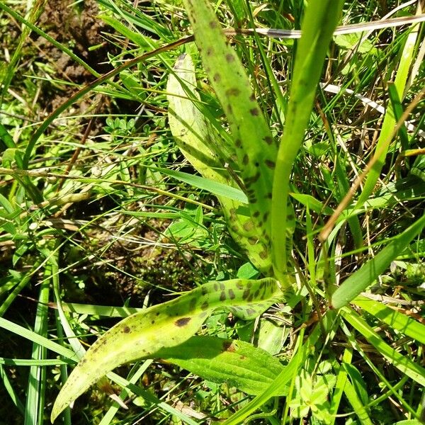 Dactylorhiza maculata Levél