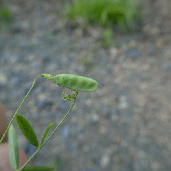 Vicia pubescens 果