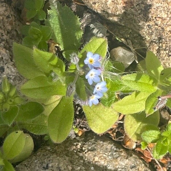 Myosotis arvensis Flor