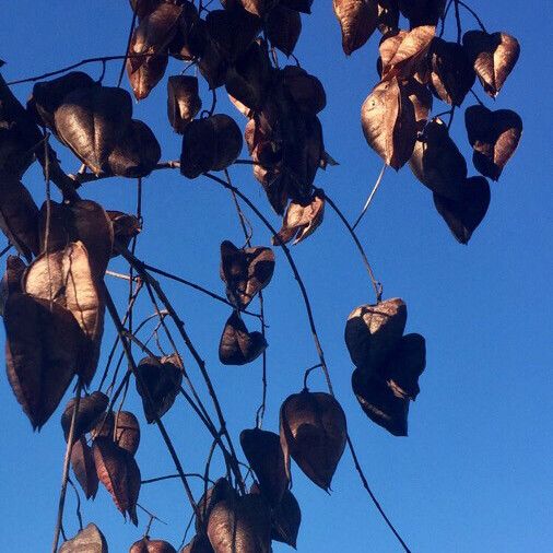 Koelreuteria paniculata Плід