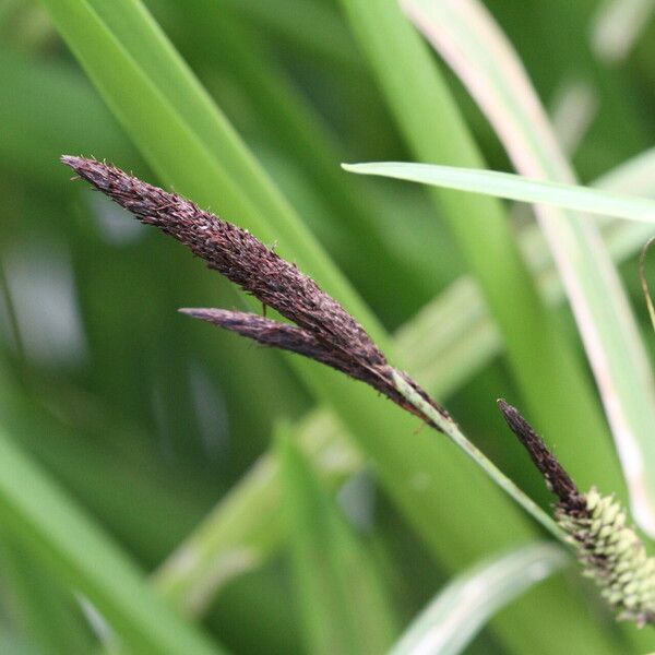 Carex acuta Flower