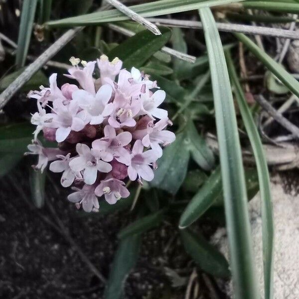 Valeriana tuberosa Žiedas