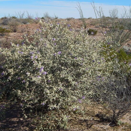 Solanum hindsianum (Hinds' nightshade)