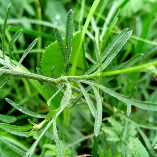 Centaurea stoebe Blad