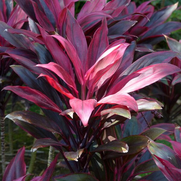 Cordyline fruticosa Fleur