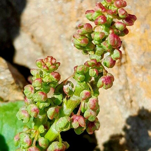 Oxyria digyna Flower