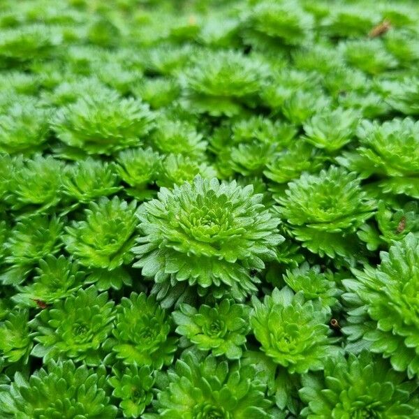 Saxifraga rosacea Leaf