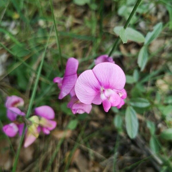 Lathyrus sylvestris Blomst