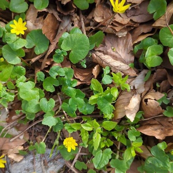 Ranunculus ficaria Blomst